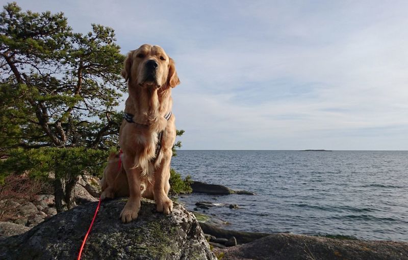 Dog on tree by sea against sky