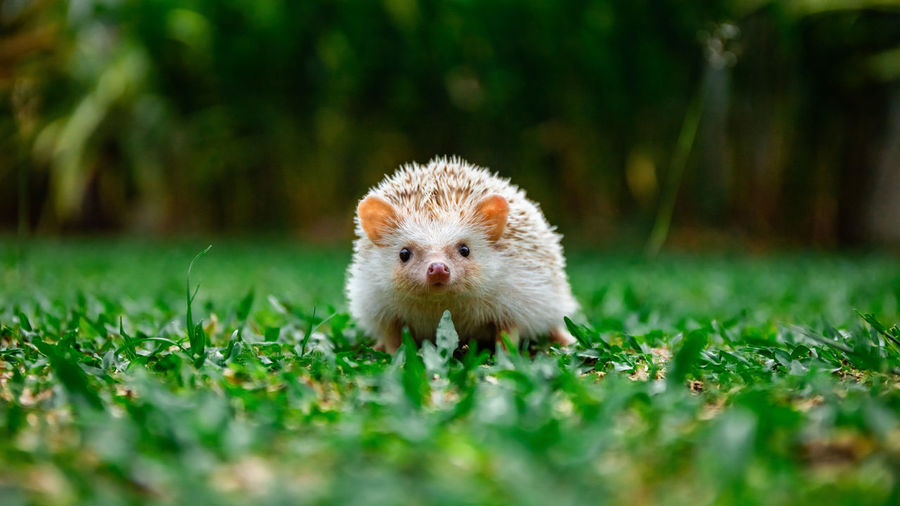 Portrait of an animal on field