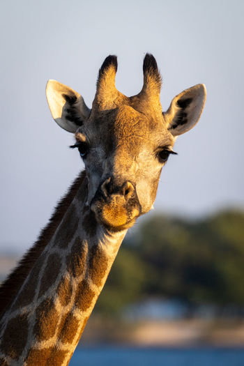 Close-up of female southern giraffe watching camera