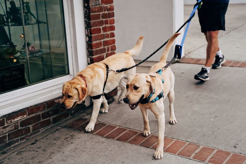 Low section of man walking with dogs on footpath