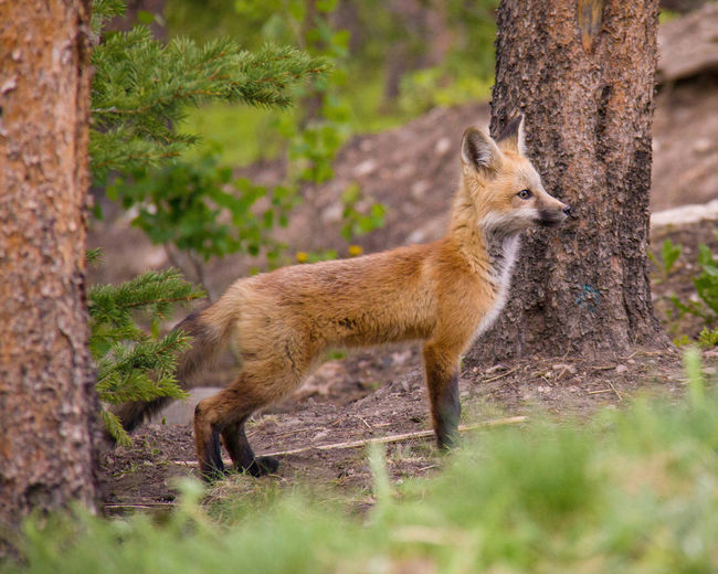 Young fox looking away
