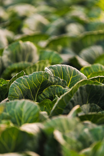 Green cabbages heads in line grow on a field. agriculture concept. selective focus