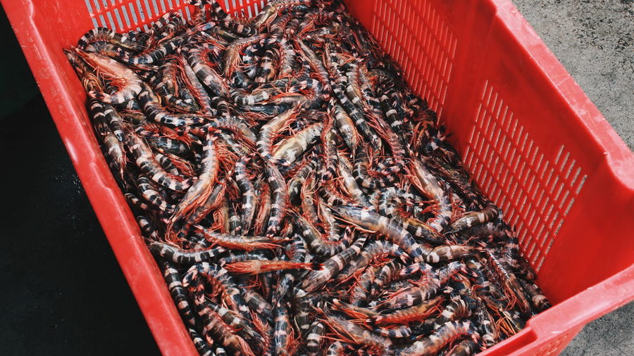 High angle view of prawns for sale at market stall