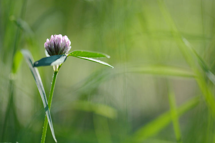 Close-up of purple flowering plant