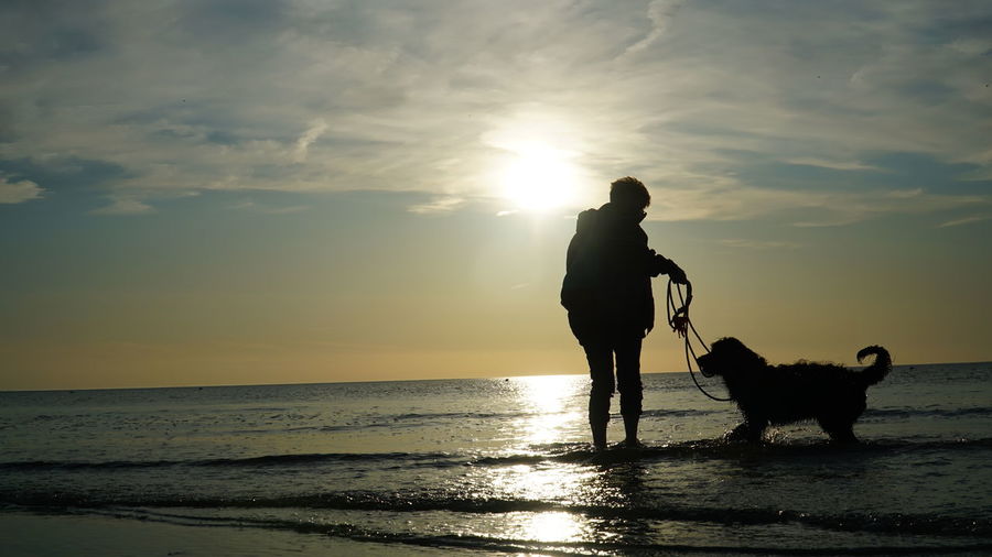 Silhouette dog on beach against sky during sunset