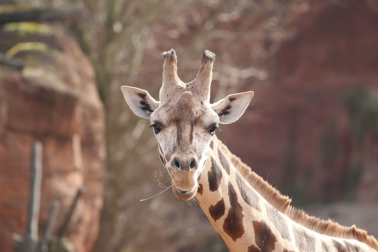 Portrait of giraffe standing outdoors