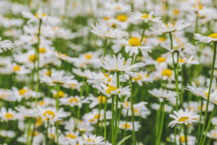 Close-up of white flowering plant on field