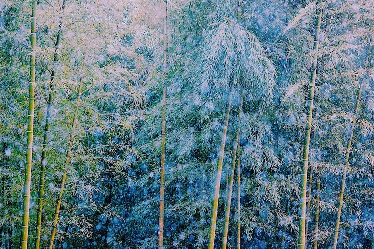 Full frame shot of trees against sky