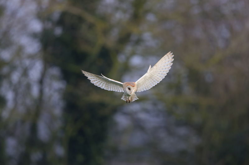 A barn owl hovering