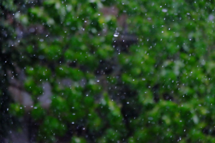 Full frame shot of wet tree