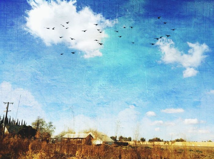 Flock of birds flying over blue sky