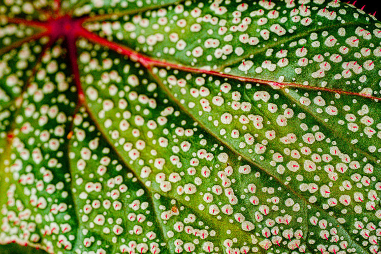 Full frame shot of wet plant leaves