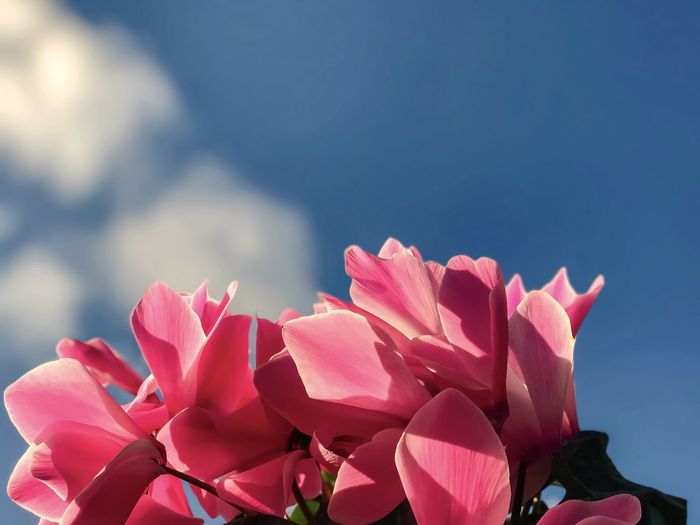 Close-up of pink flowering cyclamen plant against blue sky and clouds.