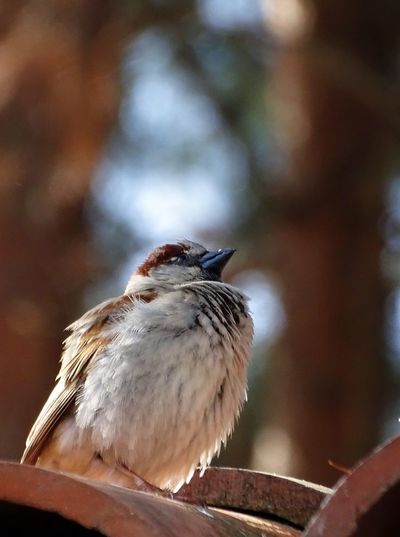 Low angle view of sparrow perching on roof tile