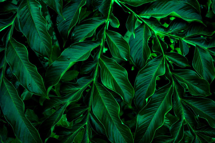 Full frame shot of fresh green leaves