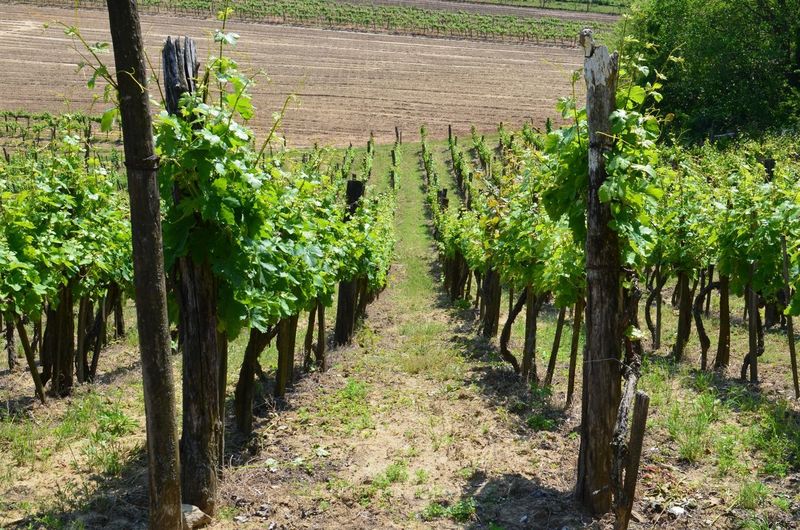 View of vineyard against trees