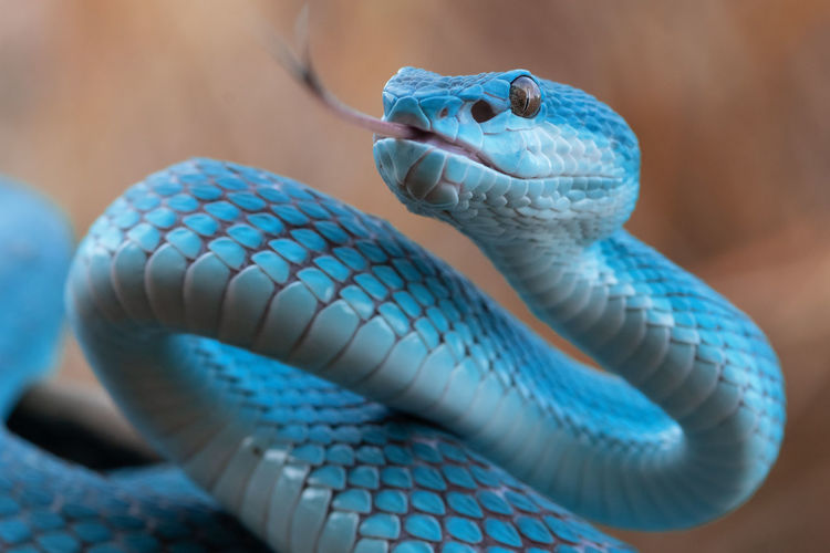 Blue viper snake