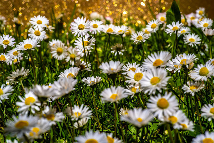 Close-up of white daisies on field