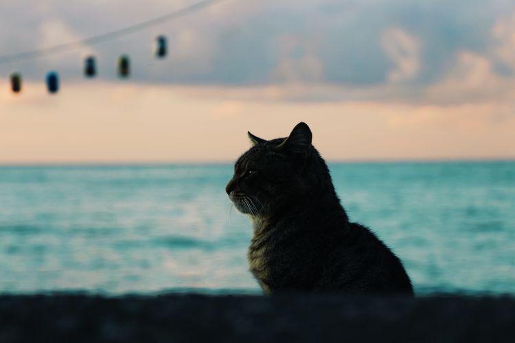 Cat sitting on a sea