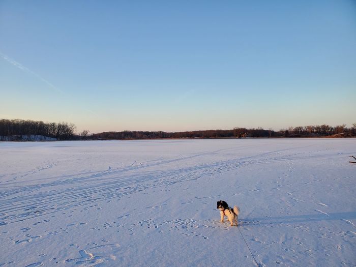 The adventure pup takes on a frozen lake.