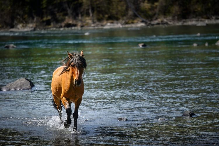 A horse ran in the kanas river.