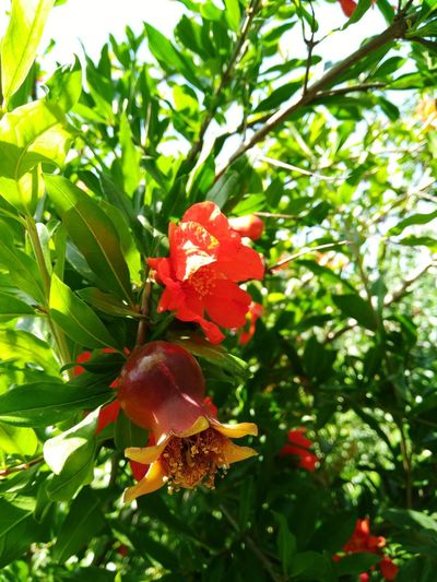 Close-up of red flowering plant