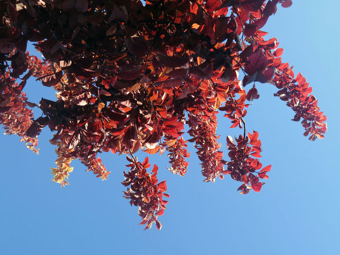 Low angle view of autumnal tree against clear blue sky