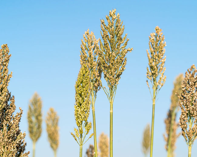 Close up sorghum or millet an important cereal crop agent blue sky
