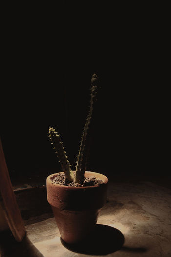 Close-up of potted plant on table against black background