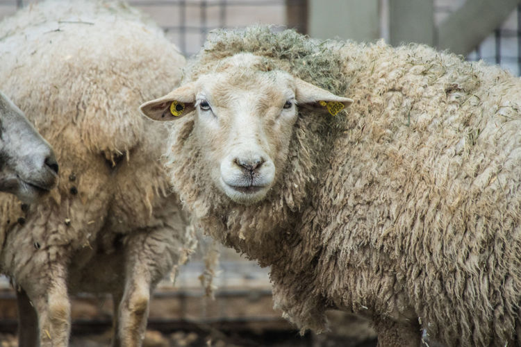 Close up sheep looking at camera sheep wool background