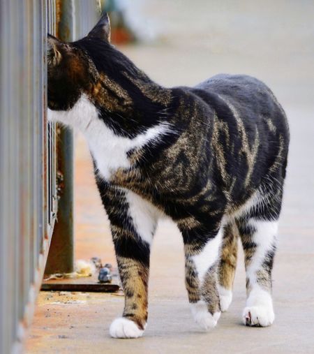 Cat looking away