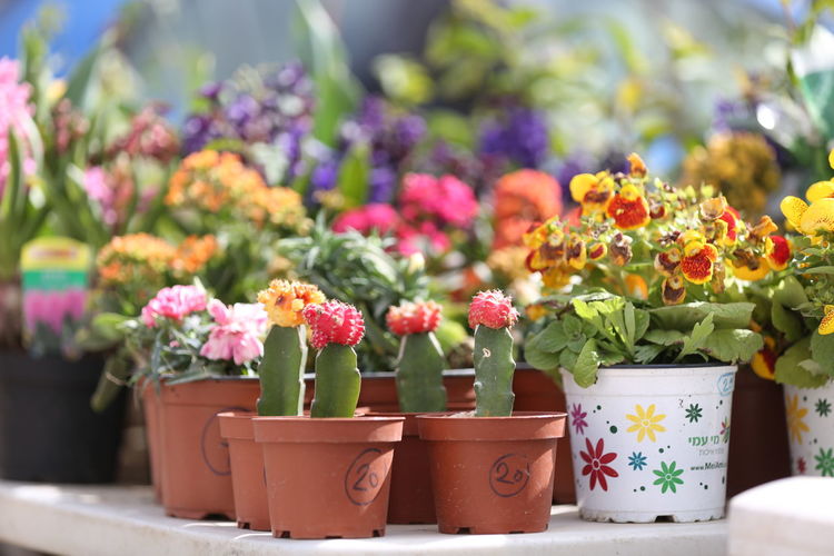 Close-up of potted plants in pot