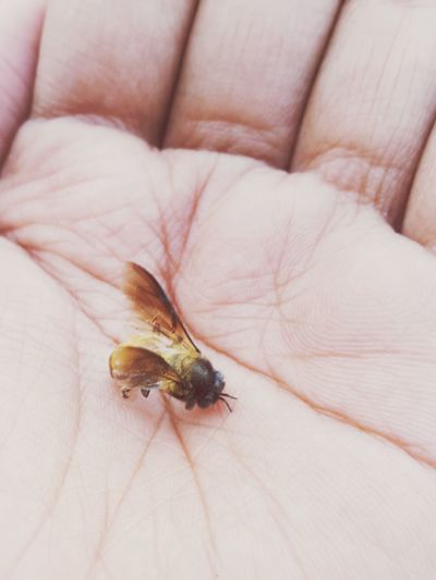 Close-up of insect on hand