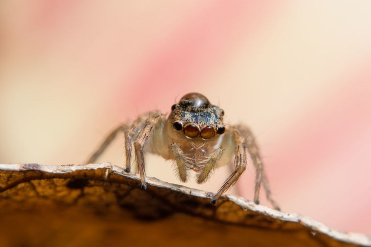 Close-up of jumping spider on dry leaf