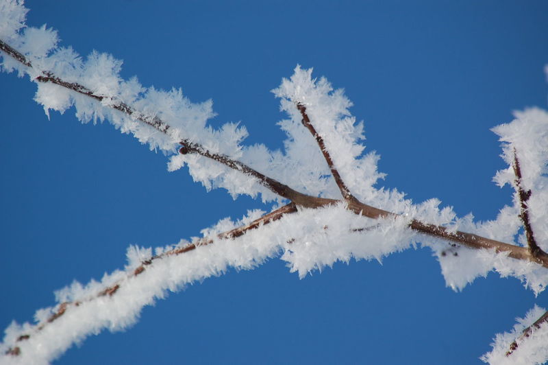 Low angle view of ice crystals on tree