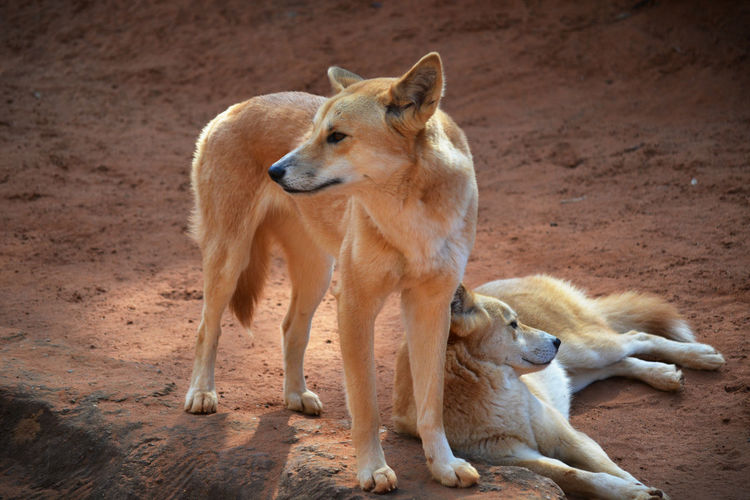 Dingoes relaxing on field