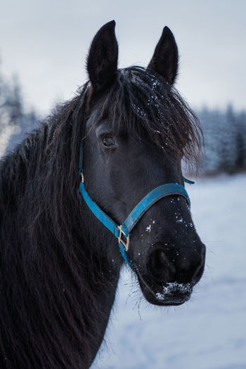 Close-up of a horse on snow