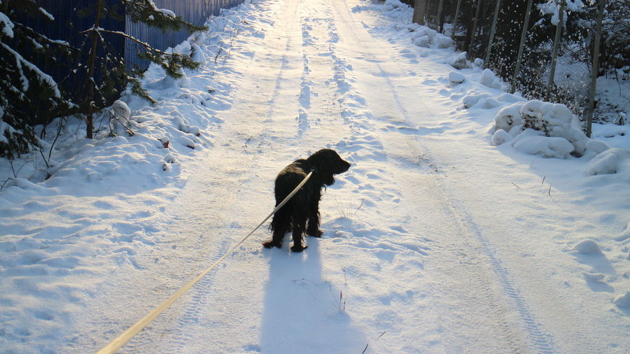 Dog on snow covered field