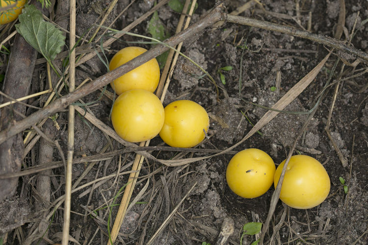 High angle view of yellow fruits on field