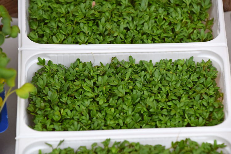High angle view of seedlings growing in tray