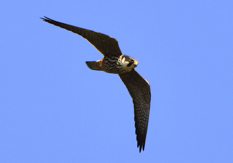 Low angle view of eagle flying against clear sky
