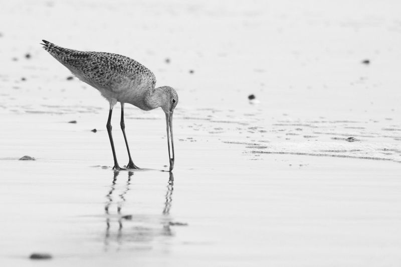 Close-up of curlew feeding at the shore in black and white