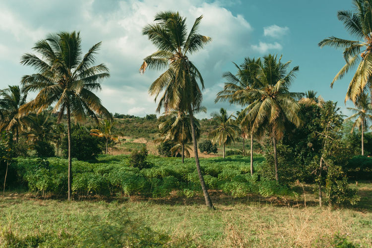 Coconut palm trees on field with other crops against sky