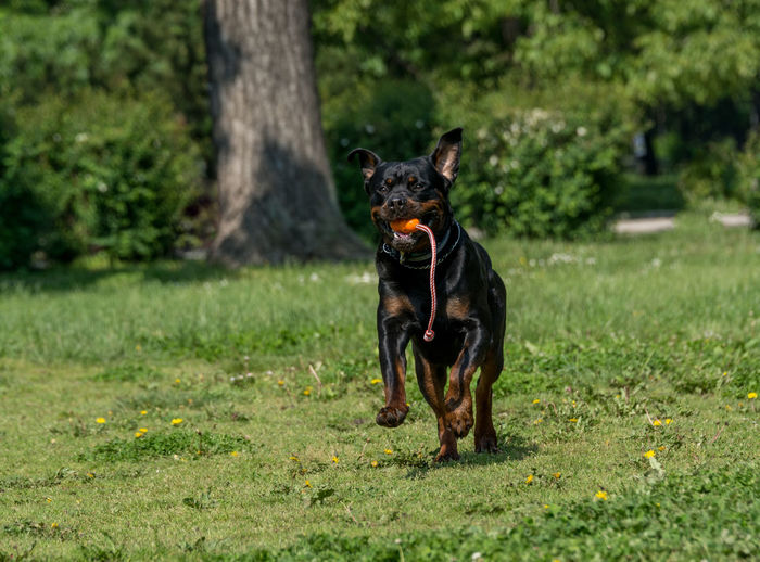 Portrait of rottweiler carrying toy in mouth on grassy field