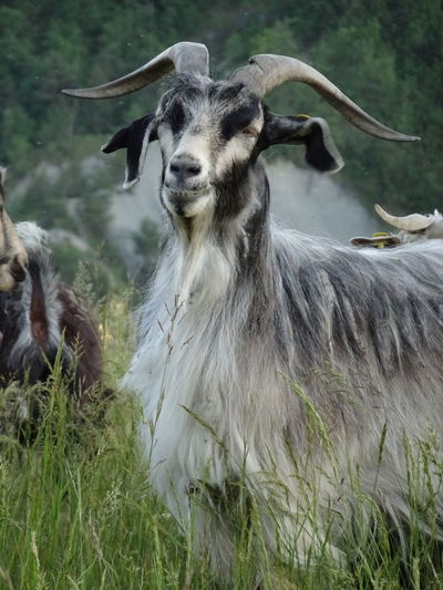 Cashmere goat standing in a field