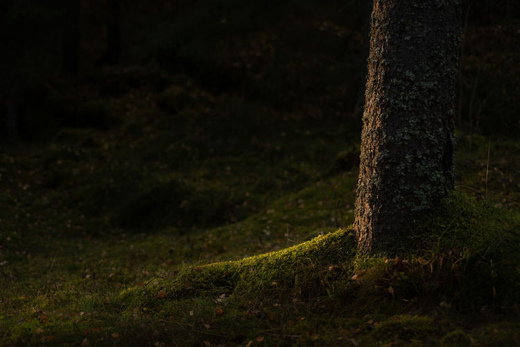 Moss growing on tree trunk in forest