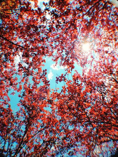 Low angle view of red trees in park against sky