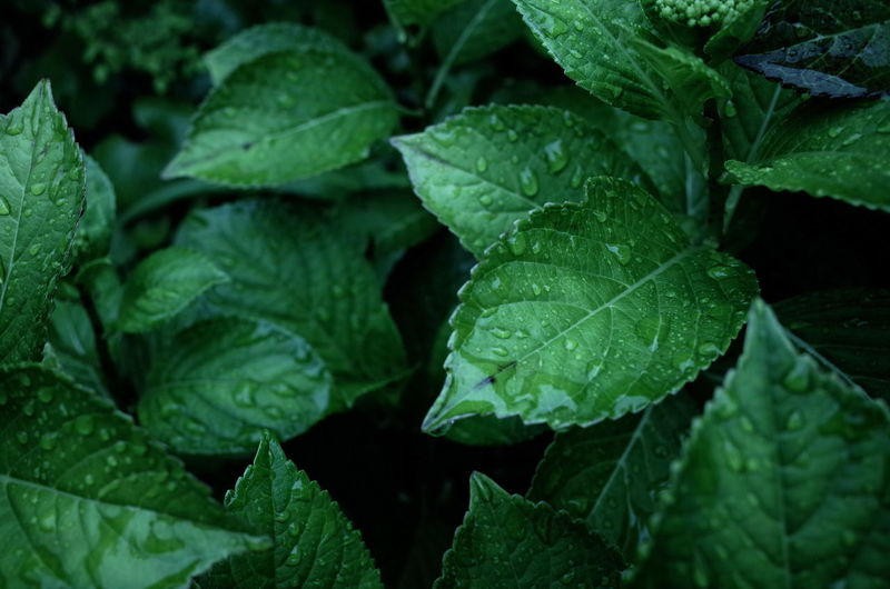 Close-up of wet leaves on plant during rainy season