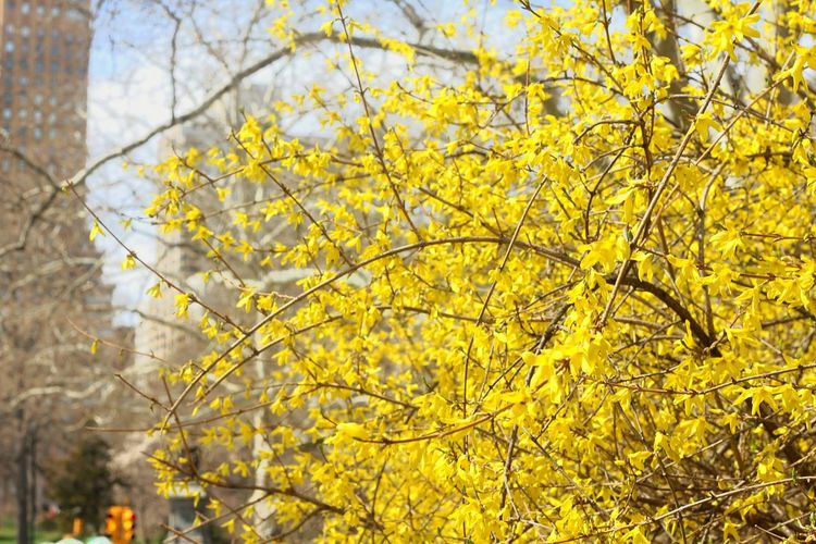 Low angle view of yellow flowers on tree