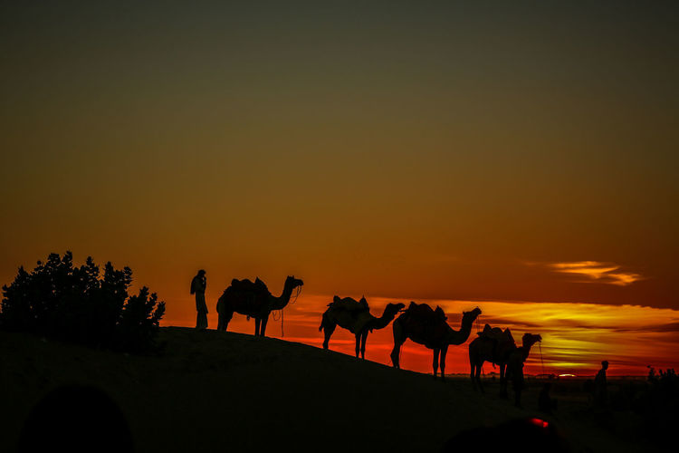 Silhouette camels at sunset